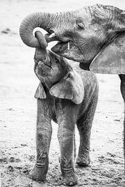 Rüssel verschlossen von RT Photography