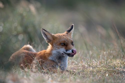 Fuchs mit Zunge aus dem Mund