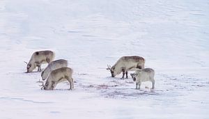 Svalbard Rentiere — Svalbard-Rentier im Schnee