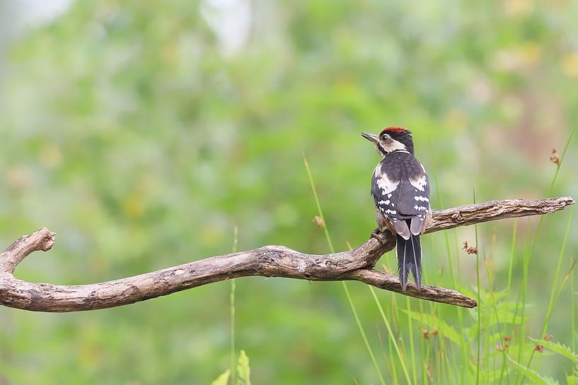 Middle Spotted Woodpecker by Karin van Rooijen Fotografie