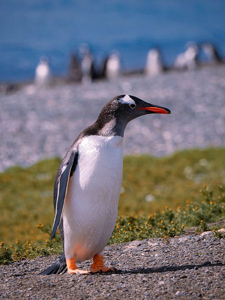 Eselspinguin Isla Martillo von Willemijn Wolthaus