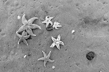 Zeesterren op het strand van Rob Donders Beeldende kunst