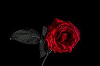 Einsame Rose von Patrick Herzberg Miniaturansicht