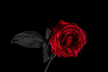 Eenzame roos