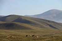 Landscape south of Ulaanbaatar, Mongolia