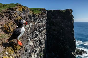 Puffin sur Menno Schaefer