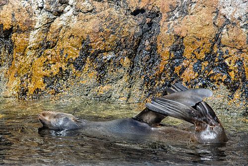 Un phoque profite de l'eau sur Patricia Hofmeester