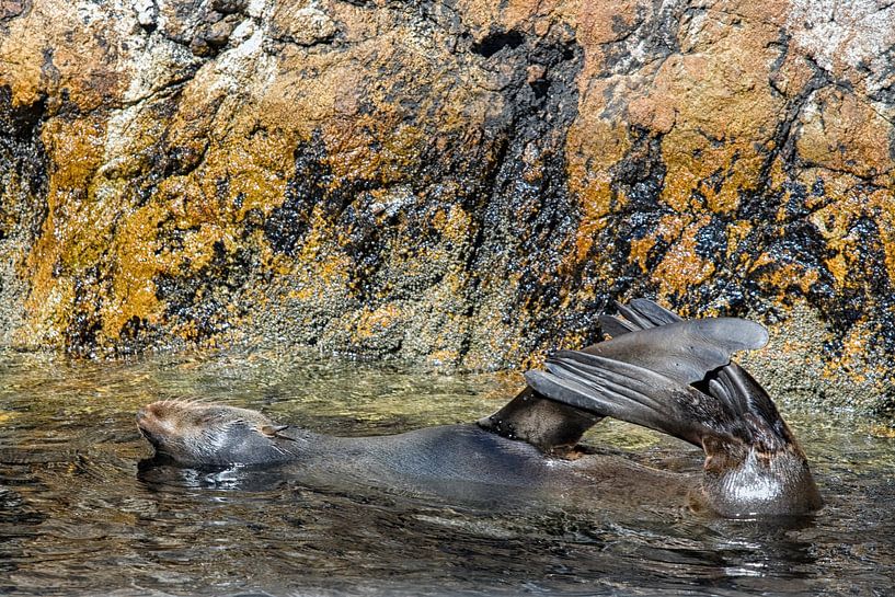 A seal enjoys the water by Patricia Hofmeester