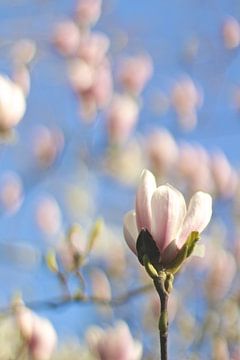 Lente Magnolia bloemen van Marianna Pobedimova