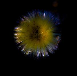 Paardebloem von lieve velle