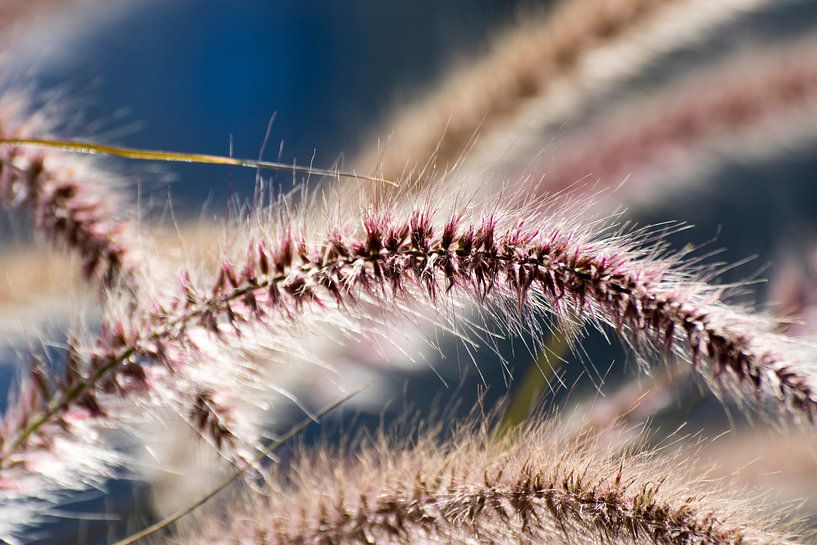 Plumes par Jolanda van Eek en Ron de Jong