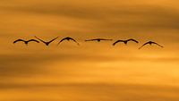 Cranes