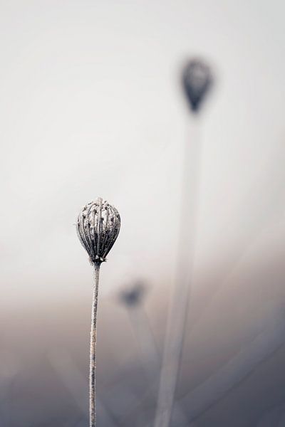 Still life of bulbous spent umbellifer flowers by Anouschka Hendriks