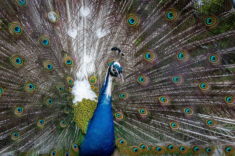 Peacock shows off white hearts. by Betty van Engelen