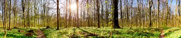Panorama des forêts au printemps sur Günter Albers
