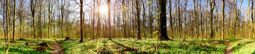 Forest panorama in spring by Günter Albers