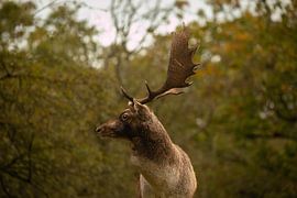 Damhirsch (Dama dama) von Wouter Van der Zwan