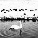 Winter vogels van Chantal Koster thumbnail