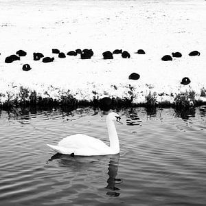 Winter vogels van Chantal Koster