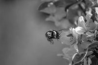 Close up flying bumblebee