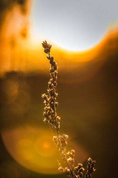 Kaffir grains during sunset by Jaimy Leemburg Fotografie