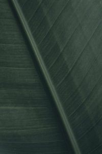 Blatt einer Strelitzie | Reisefotografie Druck
