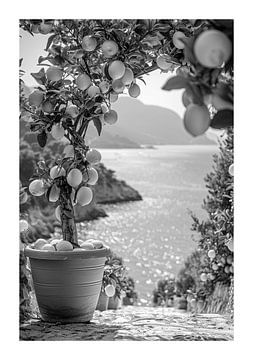 Zitronenbaum in Terrakottatopf vor Küstenpanorama