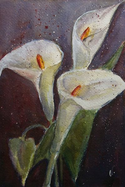 Weiße Blüten - Calla von Christine Nöhmeier