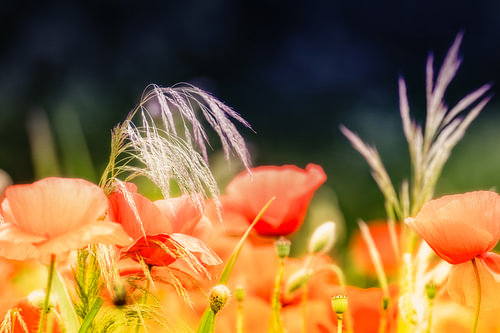 Ein Feld voller Mohnblumen