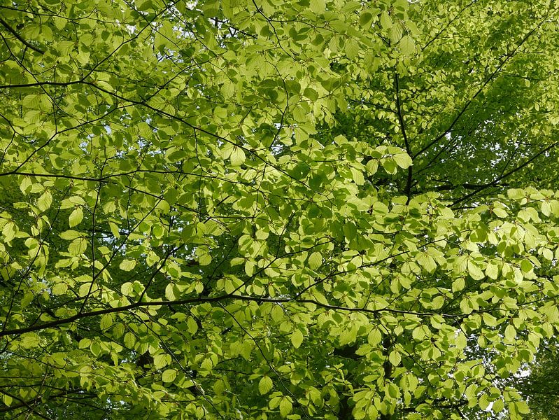 Buchenblatt von der Sonne beleuchtet von Wim vd Neut