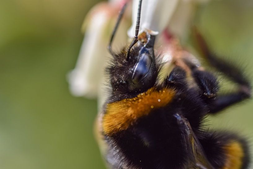 Hommel op witte bloem von Kim de Been