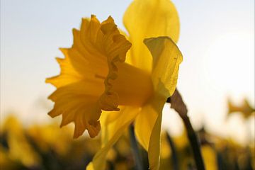 Narcis sur Rick van Zelst