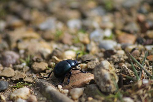 Beetle on its way to tomorrow