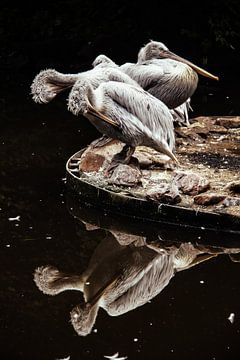 Pelican Momentum