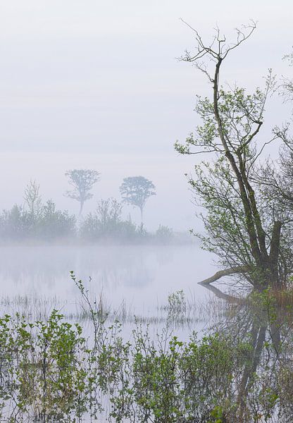 Sunrise Dwingelderveld (Netherlands) by Marcel Kerdijk