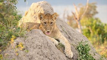 Jonge leeuw steekt tong uit. van Anja Veurink