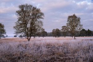 Koud Hijkerveld van Winanda Winters