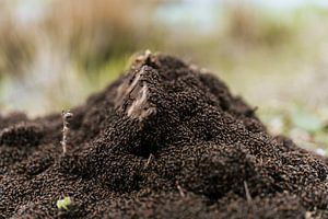 Ant hill Burgh-Haamstede