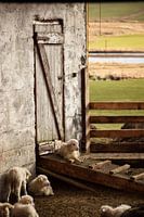 Lamb lying in the sun