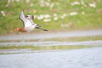 Uferschnepfe im Tiefflug über dem Wasser