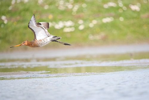 Uferschnepfe im Tiefflug über dem Wasser