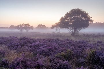 Misty heather in bloom by Tim Vlielander