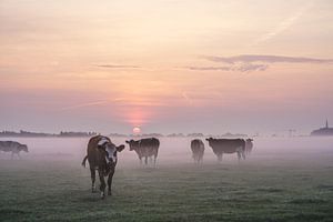 Cows in the Mist sur Dirk van Egmond