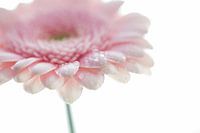 Soft Flower