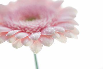Soft Flower van Janny Kleijn