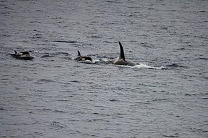 Orca mit Nachwuchs von Kai Müller