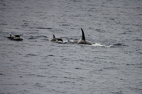 Orca with offspring