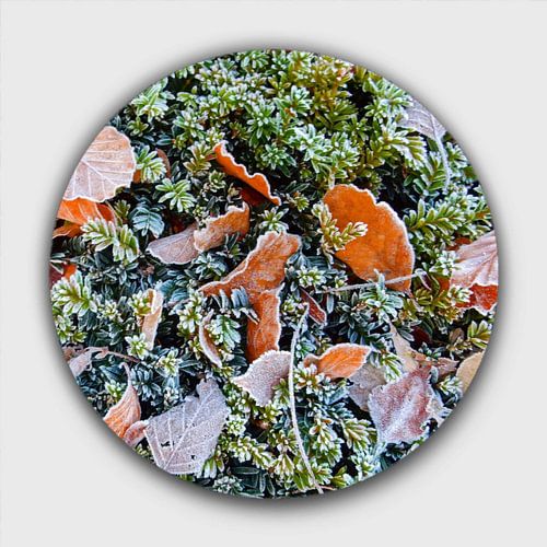 gelée ronde sur les feuilles