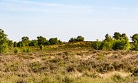 Landschaft in NP Maasduinen