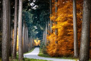 Forest Road von Kees van Dongen